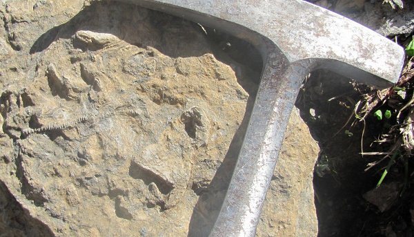 Paleontološke terenske vaje pod Trogkoflom