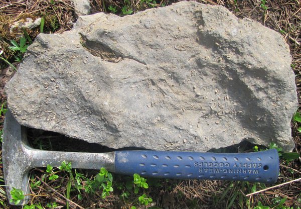 Paleontološke terenske vaje pod Trogkoflom