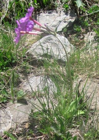 Paleontološke terenske vaje pod Trogkoflom