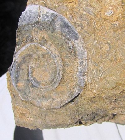 Paleontološke terenske vaje pod Trogkoflom