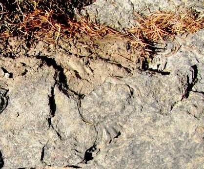 Paleontološke terenske vaje pod Trogkoflom