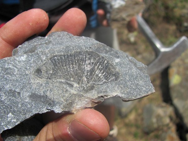 Paleontološke terenske vaje pod Trogkoflom