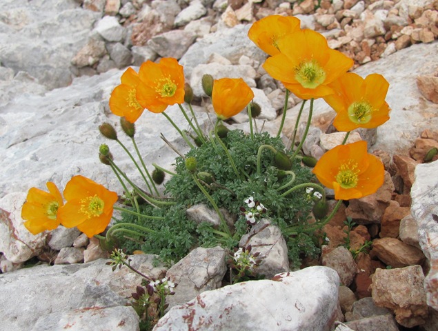 Kopija od 19072010 (129)