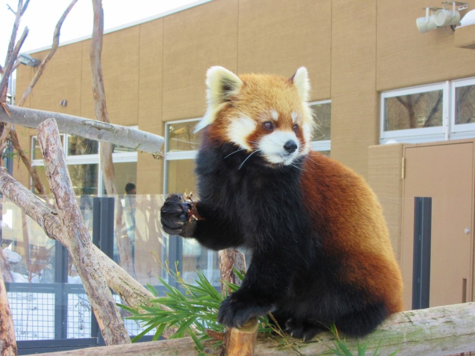 Japonska 7 (62) (1024 x 768).jpg