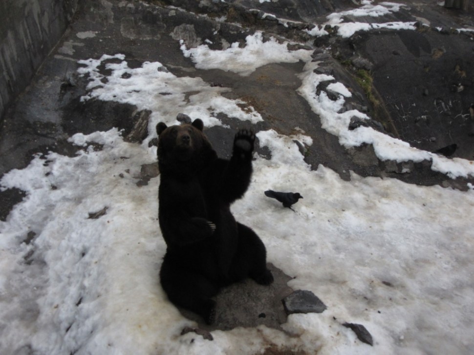 Japonska 8 (530) (1024 x 768)