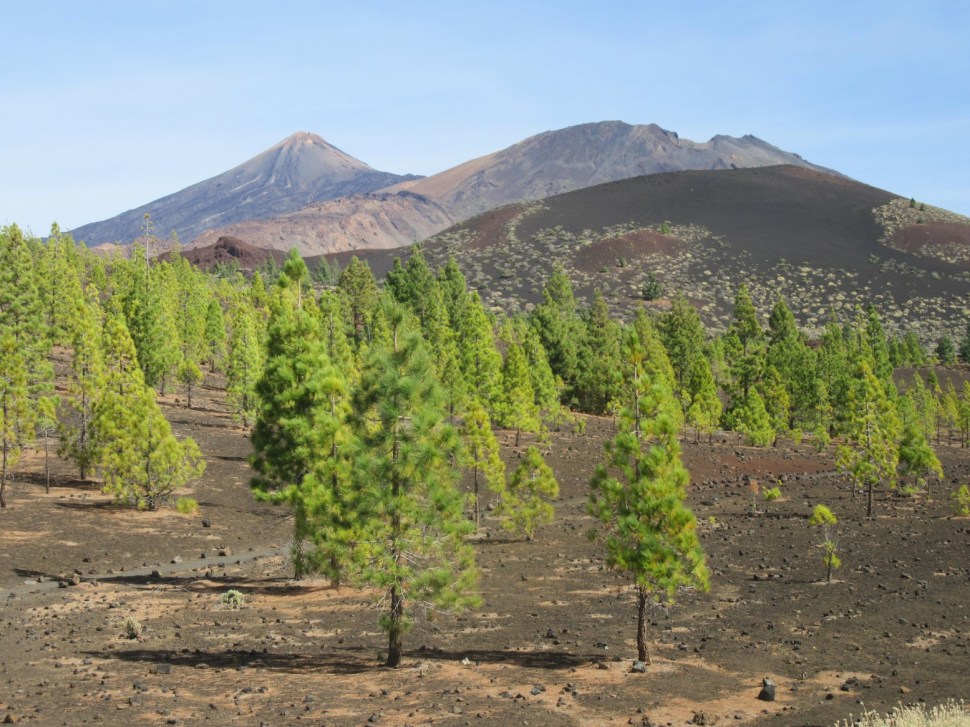 tenerife-peti-dan-194