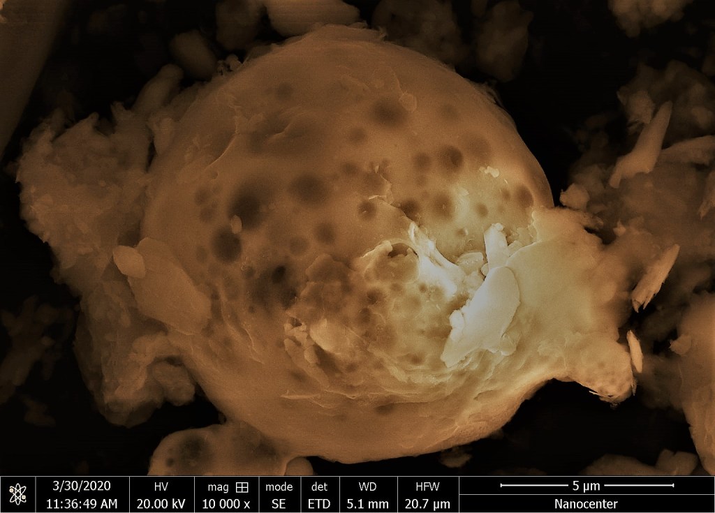 Verjetno kremenična alga