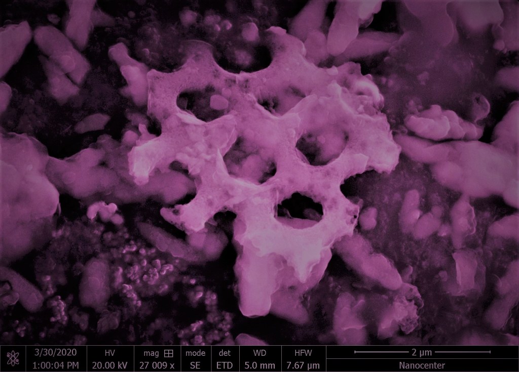 Fosilni skelet brizgača (morske kumare)