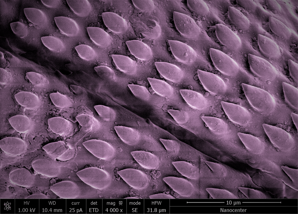 Kako izgleda klop – Bojan Ambrožič
